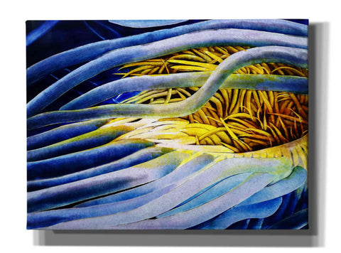 Image of 'Anemone Cerianthid' by Rita Shimelfarb, Giclee Canvas Wall Art