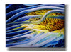 'Anemone Cerianthid' by Rita Shimelfarb, Giclee Canvas Wall Art