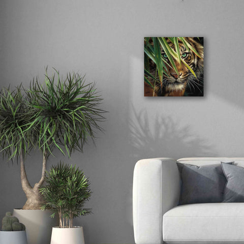Image of 'Tiger Eyes' by Collin Bogle, Canvas Wall Art,18x18
