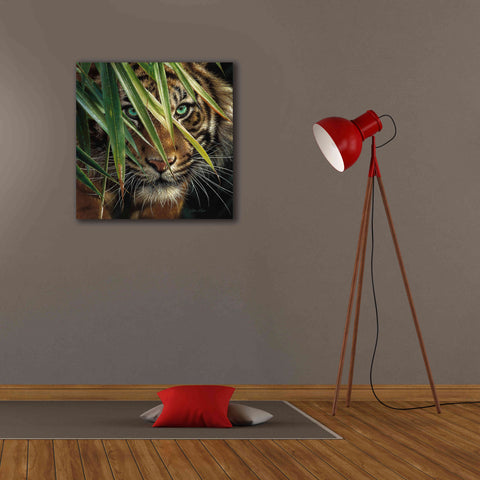 Image of 'Tiger Eyes' by Collin Bogle, Canvas Wall Art,26x26