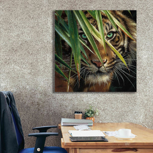 'Tiger Eyes' by Collin Bogle, Canvas Wall Art,37x37
