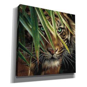 'Tiger Eyes' by Collin Bogle, Canvas Wall Art,Size 1 Square