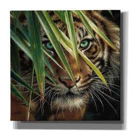 'Tiger Eyes' by Collin Bogle, Canvas Wall Art,Size 1 Square