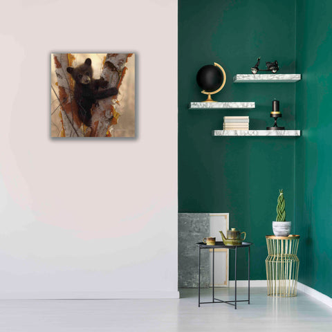 Image of 'Curious Cub I' by Collin Bogle, Canvas Wall Art,26x26
