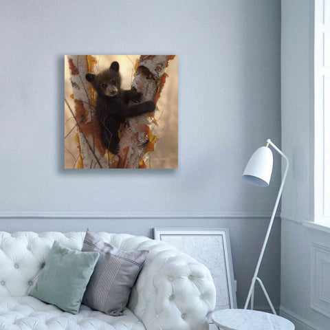 Image of 'Curious Cub I' by Collin Bogle, Canvas Wall Art,37x37