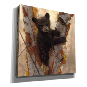 'Curious Cub I' by Collin Bogle, Canvas Wall Art,Size 1 Square