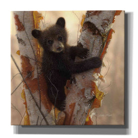 'Curious Cub I' by Collin Bogle, Canvas Wall Art,Size 1 Square