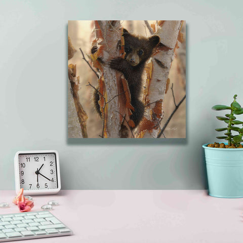 Image of 'Curious Cub II' by Collin Bogle, Canvas Wall Art,12x12
