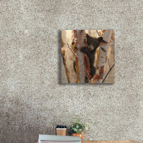 Image of 'Curious Cub II' by Collin Bogle, Canvas Wall Art,18x18