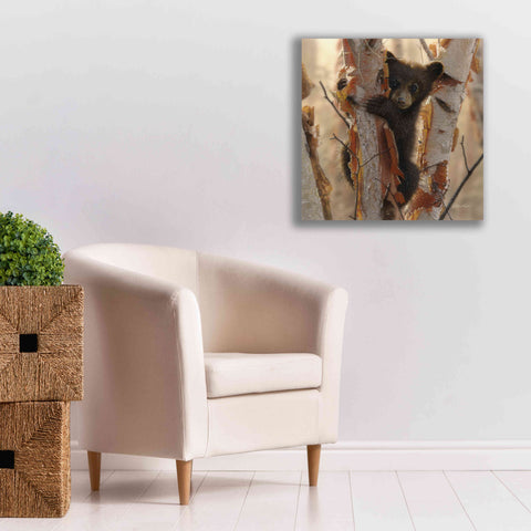 Image of 'Curious Cub II' by Collin Bogle, Canvas Wall Art,26x26