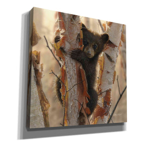 'Curious Cub II' by Collin Bogle, Canvas Wall Art,Size 1 Square