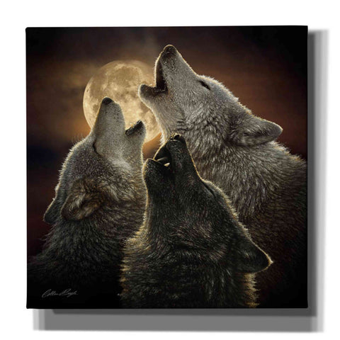 Image of 'Wolf Trinity' by Collin Bogle, Canvas Wall Art,Size 1 Square
