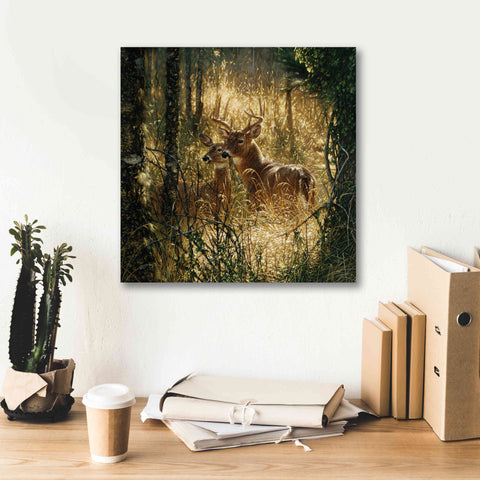 Image of 'A Golden Moment' by Collin Bogle, Canvas Wall Art,18x18