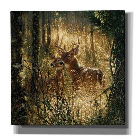 Image of 'A Golden Moment' by Collin Bogle, Canvas Wall Art,Size 1 Square