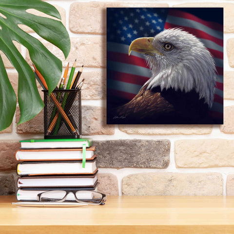 Image of 'American Bald Eagle' by Collin Bogle, Canvas Wall Art,12x12