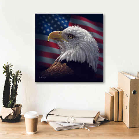 Image of 'American Bald Eagle' by Collin Bogle, Canvas Wall Art,18x18