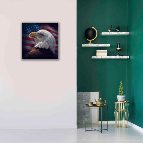 Image of 'American Bald Eagle' by Collin Bogle, Canvas Wall Art,26x26
