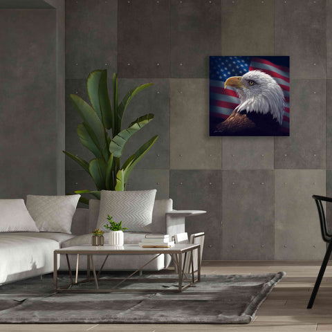 Image of 'American Bald Eagle' by Collin Bogle, Canvas Wall Art,37x37