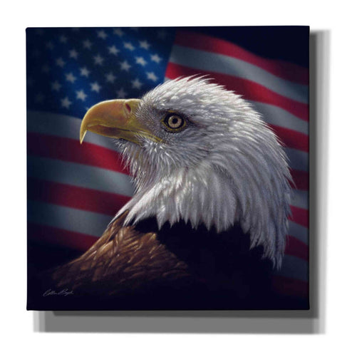 Image of 'American Bald Eagle' by Collin Bogle, Canvas Wall Art,Size 1 Square
