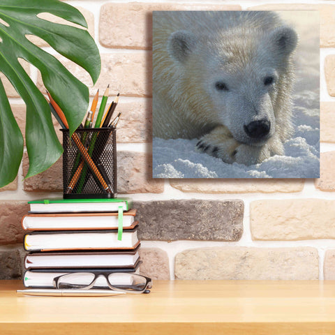 Image of 'Polar Bear Cub' by Collin Bogle, Canvas Wall Art,12x12