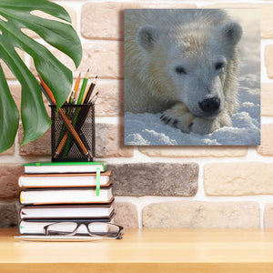 'Polar Bear Cub' by Collin Bogle, Canvas Wall Art,12x12