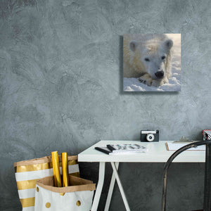 'Polar Bear Cub' by Collin Bogle, Canvas Wall Art,12x12