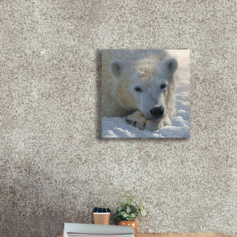 Image of 'Polar Bear Cub' by Collin Bogle, Canvas Wall Art,18x18