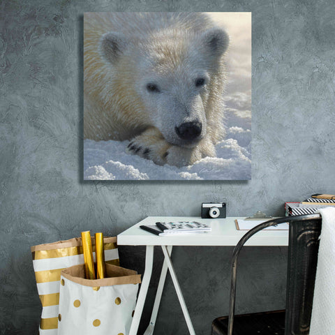 Image of 'Polar Bear Cub' by Collin Bogle, Canvas Wall Art,26x26