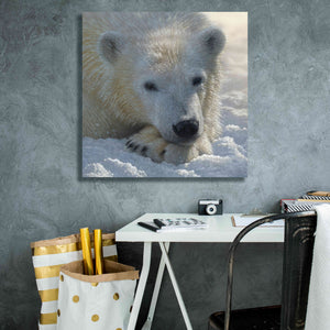 'Polar Bear Cub' by Collin Bogle, Canvas Wall Art,26x26