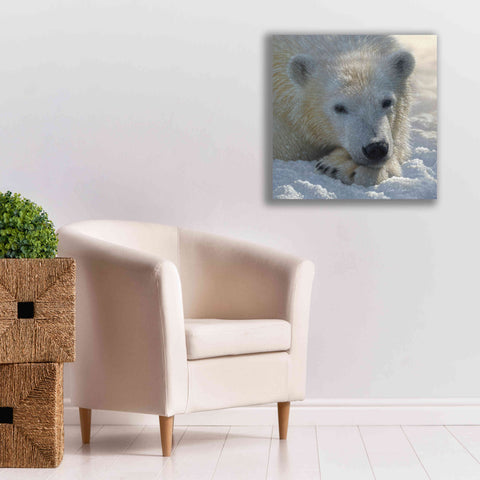 Image of 'Polar Bear Cub' by Collin Bogle, Canvas Wall Art,26x26