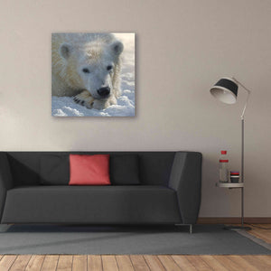 'Polar Bear Cub' by Collin Bogle, Canvas Wall Art,37x37