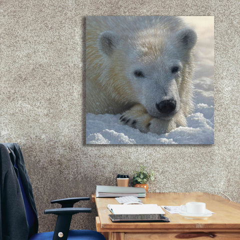 Image of 'Polar Bear Cub' by Collin Bogle, Canvas Wall Art,37x37