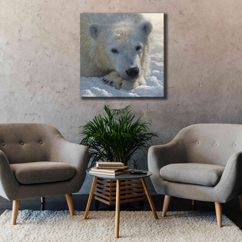 Image of 'Polar Bear Cub' by Collin Bogle, Canvas Wall Art,37x37