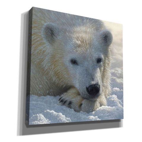 Image of 'Polar Bear Cub' by Collin Bogle, Canvas Wall Art,Size 1 Square