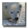 'Polar Bear Cub' by Collin Bogle, Canvas Wall Art,Size 1 Square
