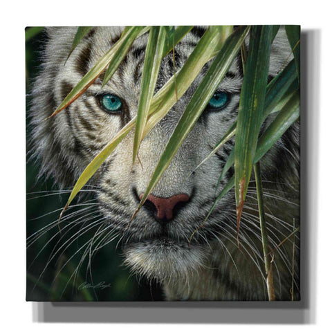 Image of 'Watching and Waiting' by Collin Bogle, Canvas Wall Art,Size 1 Square