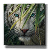 'Watching and Waiting' by Collin Bogle, Canvas Wall Art,Size 1 Square