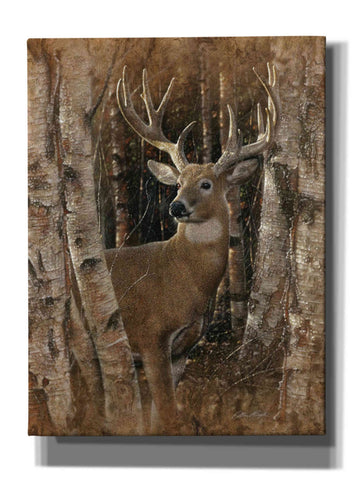 Image of 'Birchwood Buck' by Collin Bogle, Canvas Wall Art,Size C Portrait