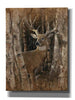 'Birchwood Buck' by Collin Bogle, Canvas Wall Art,Size C Portrait