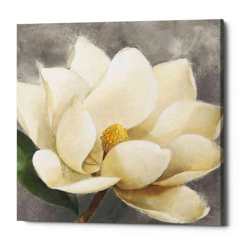 Image of 'Magnolia Blossom on Gray' by Albena Hristova, Canvas Wall Art