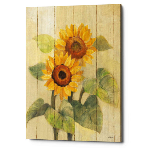 Image of 'Summer Sunflowers I on Barn Board' by Albena Hristova, Canvas Wall Art