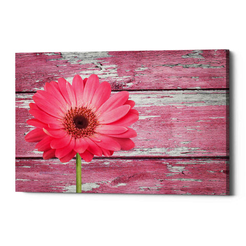 Image of 'Pink Beginnings' Canvas Wall Art