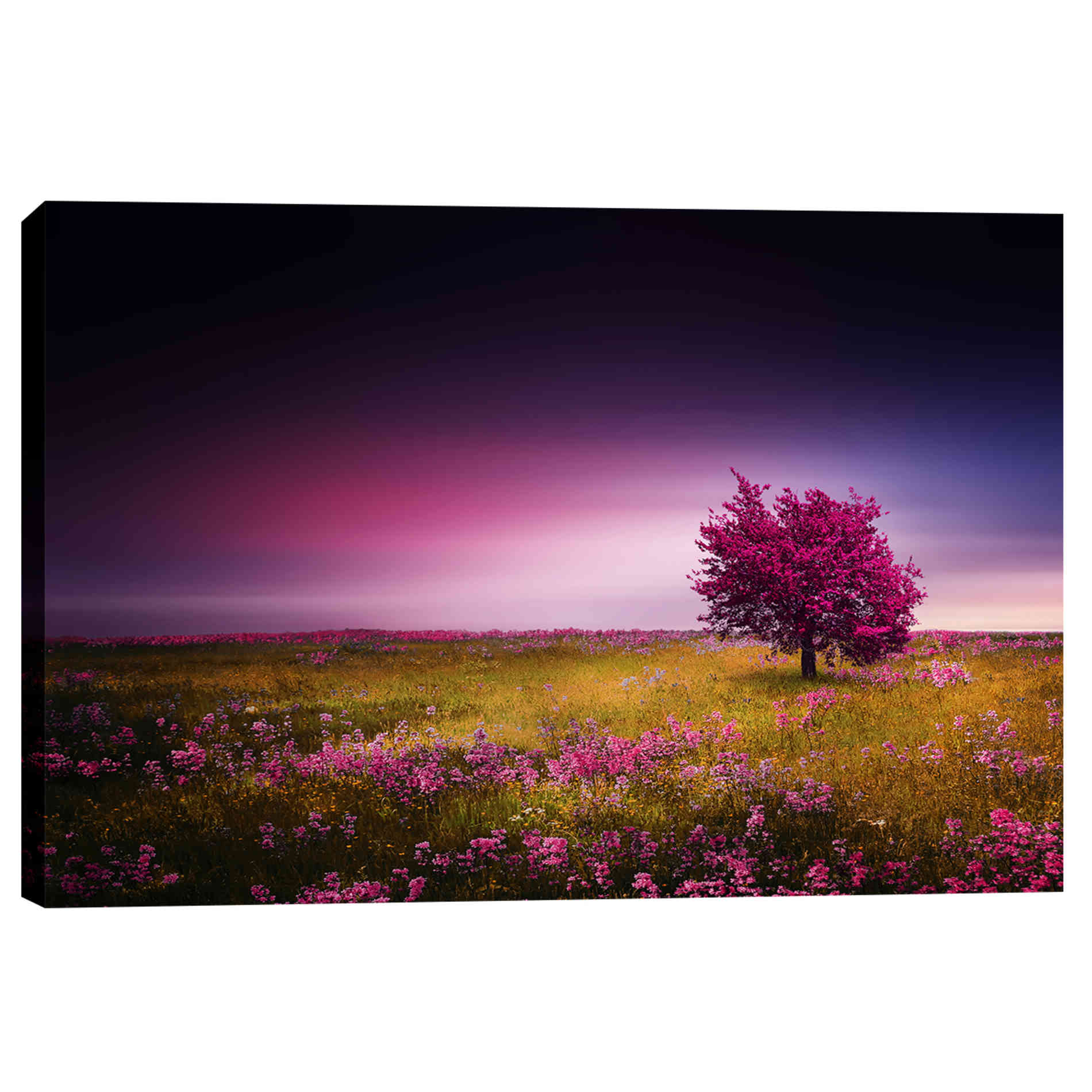 'Pink Nights' Canvas Wall Art
