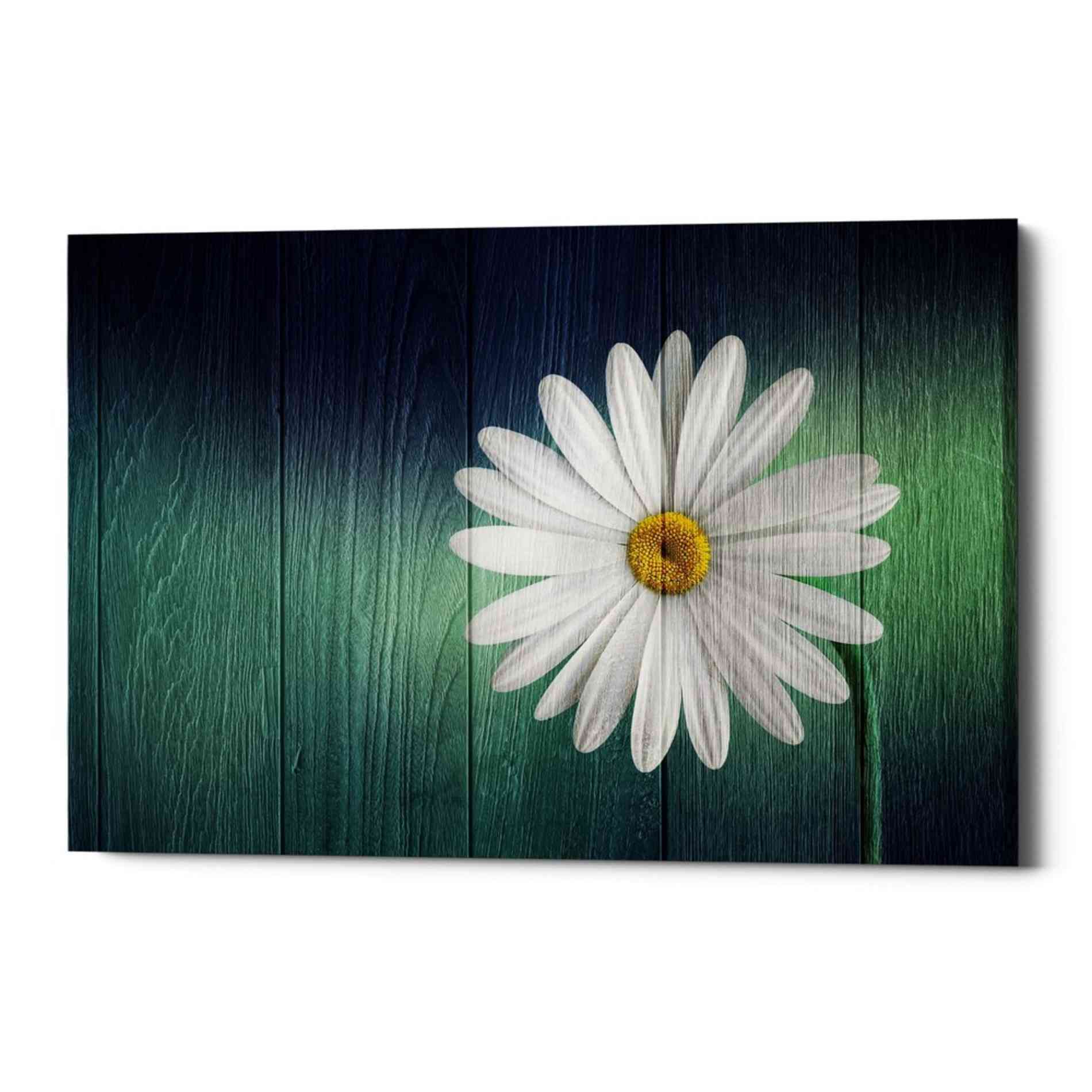 'Wood Series: A Daisy' Canvas Wall Art