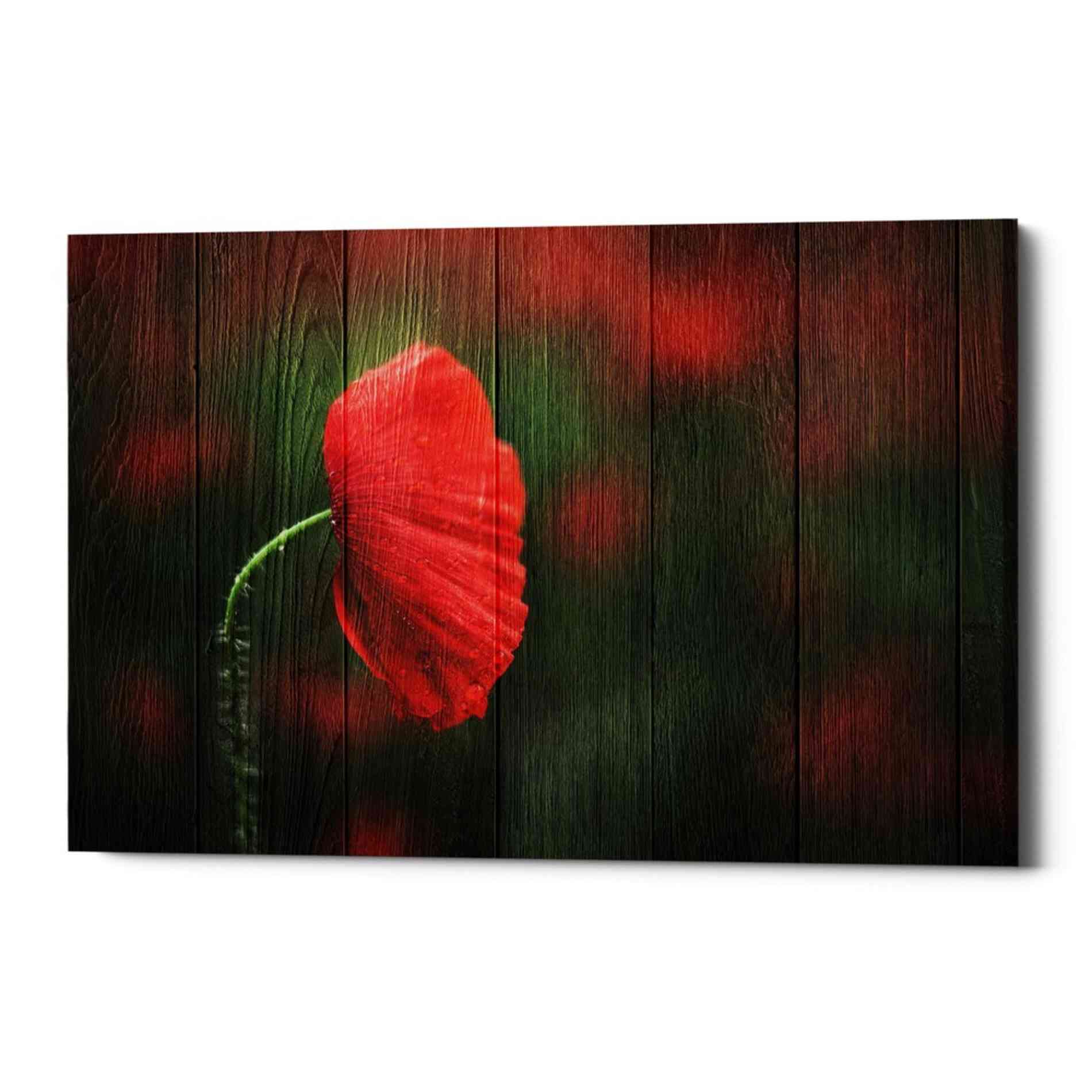 'Wood Series: A Red Poppy' Canvas Wall Art