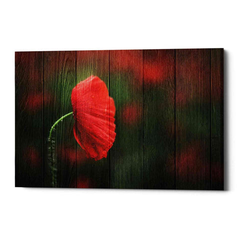 Image of 'Wood Series: A Red Poppy' Canvas Wall Art