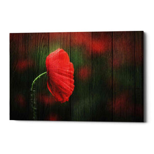 'Wood Series: A Red Poppy' Canvas Wall Art