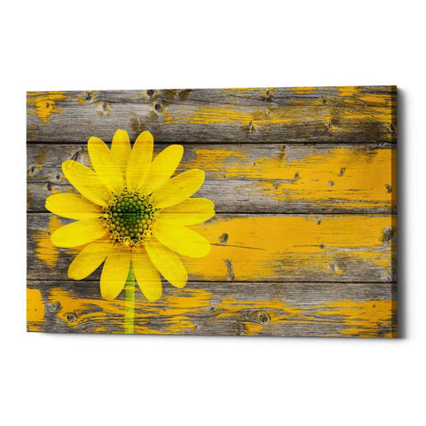 Image of 'Wood Series: Rustic Daisy' Canvas Wall Art