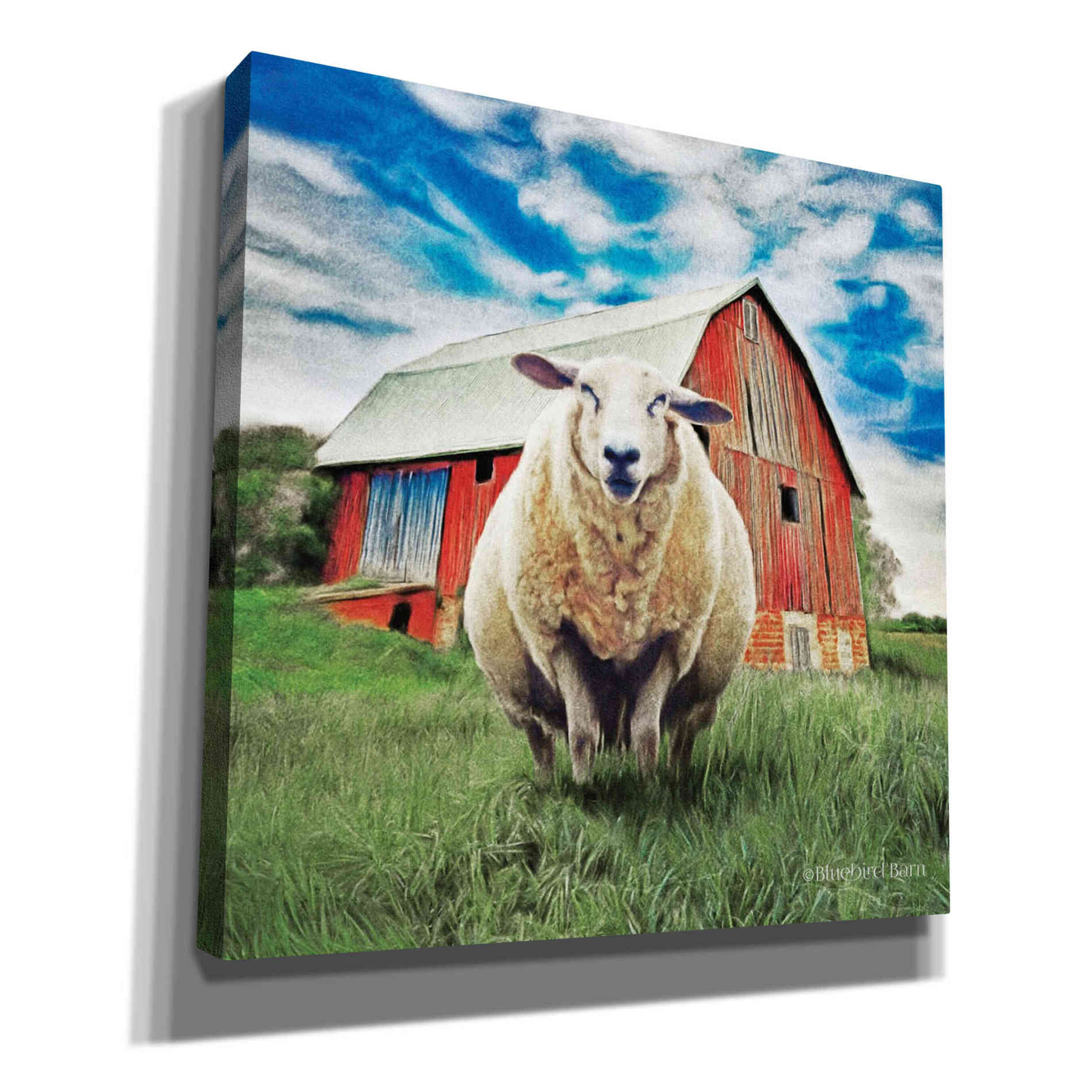 'Sunday Afternoon Sheep Pose' by Bluebird Barn, Canvas Wall Art,Size 1 Sqaure