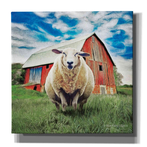 Image of 'Sunday Afternoon Sheep Pose' by Bluebird Barn, Canvas Wall Art,Size 1 Sqaure